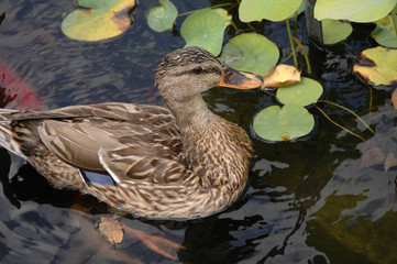 Close up of mother duck among the lilies 2