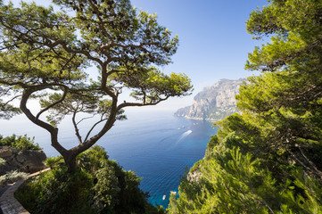 Fototapeta na wymiar View through pine trees to the iconic cliffs of Capri Island in Italy.