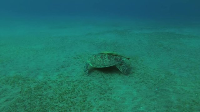 Green Sea Turtle (Chelonia mydas) with Remora fish (Echeneis naucrates) eats sea grass on a sandy bottom, Red sea, Marsa Alam, Abu Dabab, Egypt
