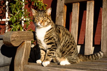 Farm cat enjoying the late afternoon sun sitting on a wood bench
