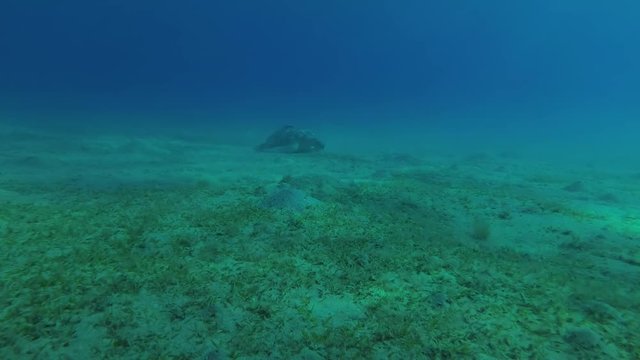 Green Sea Turtle (Chelonia mydas) eats the sea grass on sandy bottom, Red sea, Marsa Alam, Abu Dabab, Egypt
