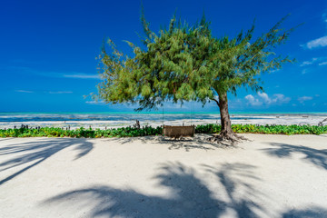 tree on the beach with a swing