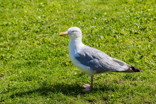 Gull on a grass