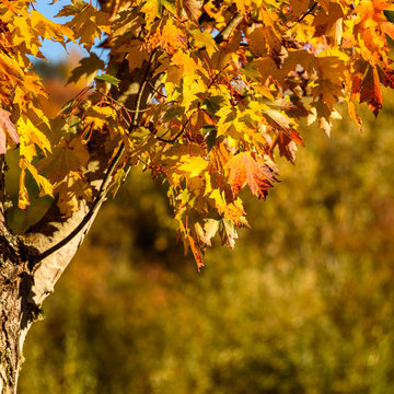 Close up of a red and yellow fall leaves against an out of focus fall color background
