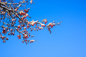 Japanese cornlian cherry and white snow.