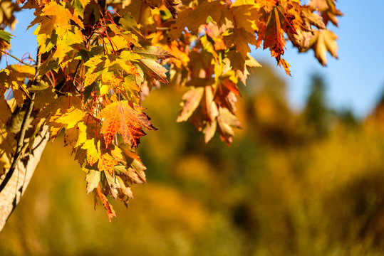 Close up of a red and yellow fall leaves against an out of focus fall color and blue sky background
