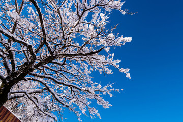Snowfall down beautiful Seoraksan national park.