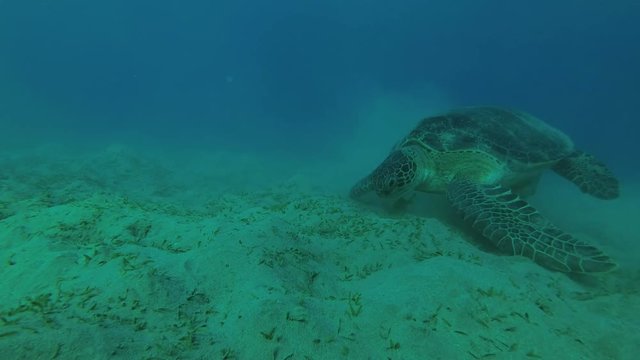 Melanism - Big male Black Sea Turtle (Chelonia mydas) eats the sea grass on muddy bottom, Red sea, Marsa Alam, Abu Dabab, Egypt
