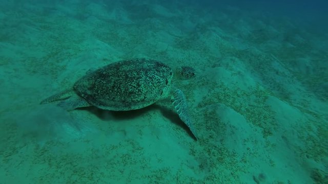 Big male Green Sea Turtle (Chelonia mydas) swim over sandy bottom, Red sea, Marsa Alam, Abu Dabab, Egypt
