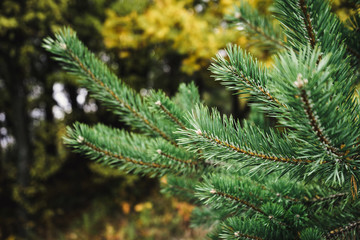 Young fir needles, close up