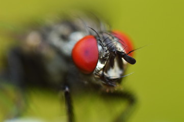 The red compound eyes of a grey flesh fly