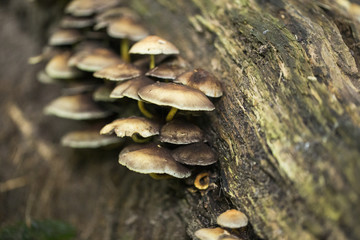Pilze wachsen wild am feuchten Baum