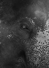 elephant closeup. animal of thailand. big animal 