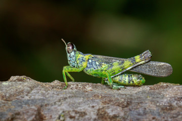 Image of monkey grasshopper (Erianthus serratus) on tree. Insect. Animal