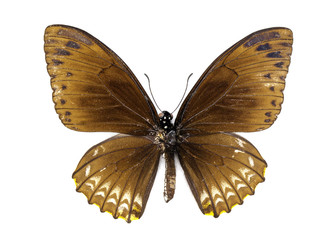 Image of Common Mime Butterfly (Chilasa clytia) on white background. Insect. Animal