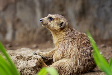 Image of Meerkat (Suricata suricatta)  on nature background. Wildlife Animals.
