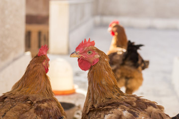 Chicken Head Closeup