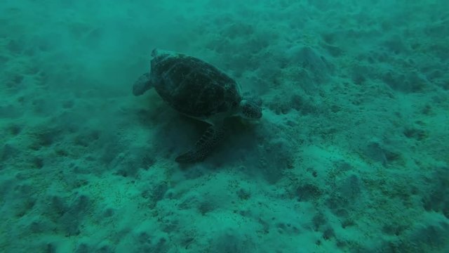 Melanism - Big male Black Sea Turtle (Chelonia mydas) with Remora fish (Echeneis naucrates) eats the sea grass on muddy bottom, Red sea, Marsa Alam, Abu Dabab, Egypt
