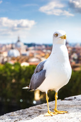 Seagull above Roman