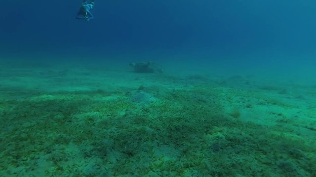 Man shooting on action camera Green Sea Turtle (Chelonia mydas) eats the sea grass on a sandy bottom, Red sea, Marsa Alam, Abu Dabab, Egypt
