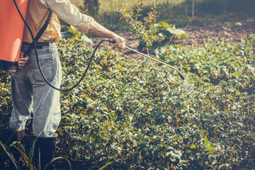 Naklejka premium Man spraying of pesticide on potato plantation