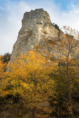 Fototapeta premium Autumn trees in the forest, Greece