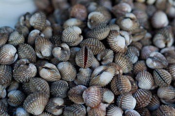 Cockle. Animal. Seafood