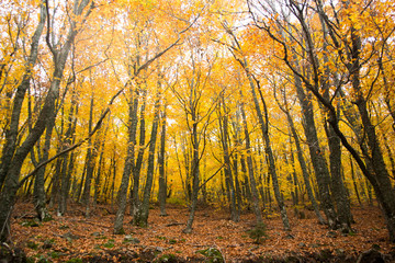 Obraz premium Autumn trees in the forest, Greece
