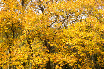 Autumn trees in the forest, Greece