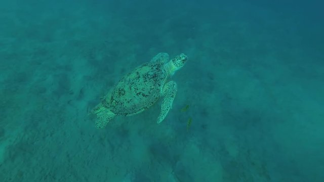 Leucism - Big male Green Sea Turtle (Chelonia mydas) with Golden Trevally (Gnathanodon speciosus) swim over sandy bottom, Red sea, Marsa Alam, Abu Dabab, Egypt

