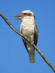 Australian blue winged  kookaburra