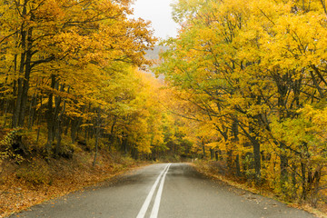 Obraz premium Road in the yellow autumn forest, nature landscape