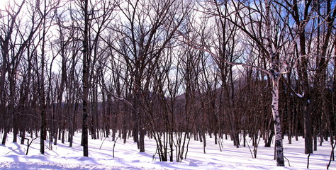 Landscape in Hokkaido in winter