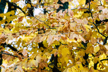 close-up of autumn leaves on the branches