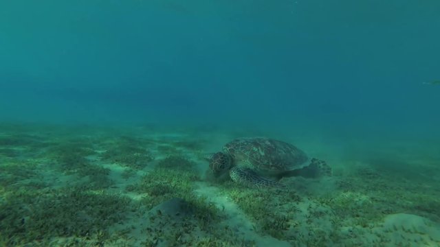 Green Sea Turtle (Chelonia mydas) eats the sea grass on sandy bottom, Red sea, Marsa Alam, Abu Dabab, Egypt
