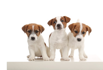 Cute jack russells. Close up. White background