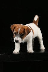 Funny jack russell baby. Close up. Black background