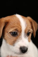 Fcae of jack russell. Close up. Black background