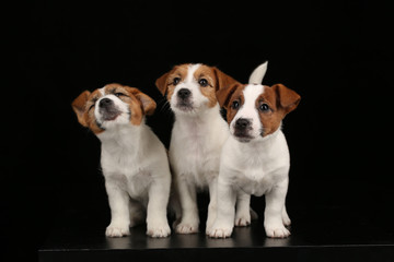 Beautiful jack russells puppies. Close up. Black background