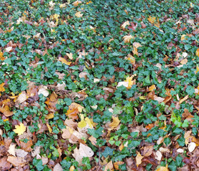Autumn Ivy Horizontal Tile