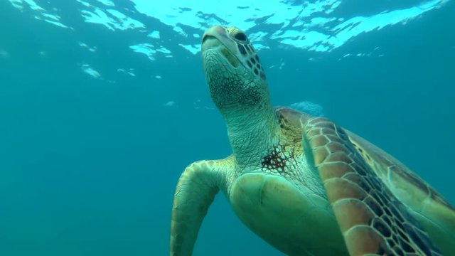 Green Sea Turtle (Chelonia mydas) floats to surface of water, breathes and dives to the bottom, Red sea, Marsa Alam, Abu Dabab, Egypt
