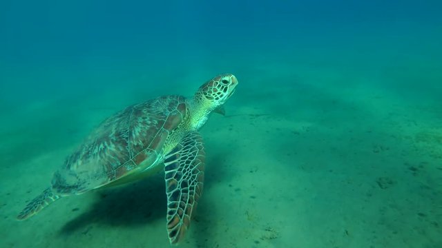 Young female Green Sea Turtle (Chelonia mydas) swims in the blue water over sandy bottom, Red sea, Marsa Alam, Abu Dabab, Egypt
