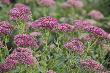 Sedum, Fette Henne Bodendecker im Garten werden von der Sonne angestrahlt