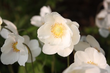 Open White Flower