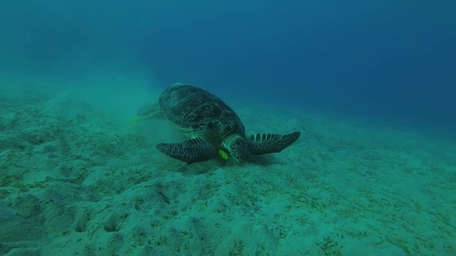 Melanism - Big male Black Sea Turtle (Chelonia mydas) with Remora fish (Echeneis naucrates) eats the sea grass on a sandy bottom, Red sea, Marsa Alam, Abu Dabab, Egypt
