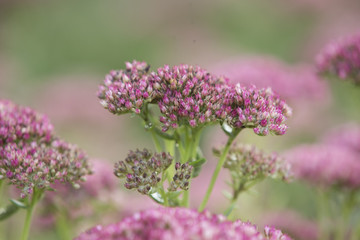Sedum, Fette Henne Bodendecker im Garten werden von der Sonne angestrahlt