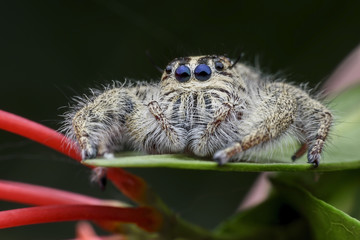 Super macro female Hyllus diardi or Jumping spider on green leaf