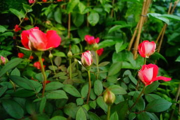 The red roses are beautiful in the garden