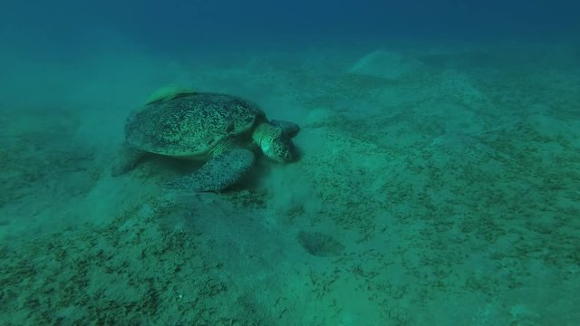 Big Green Sea Turtle (Chelonia mydas) with Remora fish (Echeneis naucrates) eats the sea grass on a sandy bottom, Red sea, Marsa Alam, Abu Dabab, Egypt
