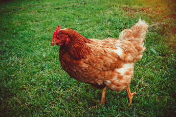 Free range living chicken